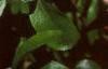 Chaenomeles japonica 'Cameo', flowers