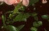 Chaenomeles japonica 'Cameo', flowers