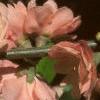 Chaenomeles japonica 'Cameo', flowers