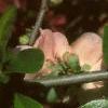Chaenomeles japonica 'Cameo', flowers