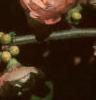 Chaenomeles japonica 'Cameo', flowers