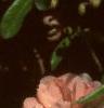 Chaenomeles japonica 'Cameo', flowers