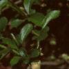 Chaenomeles japonica 'Cameo', flowers