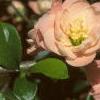 Chaenomeles japonica 'Cameo', flowers