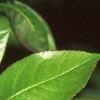 Chaenomeles speciosa, leaves