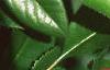 Chaenomeles speciosa, leaves