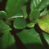 Chaenomeles speciosa, leaves