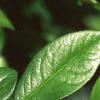 Chaenomeles speciosa, leaves