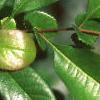 Chaenomeles speciosa, leaves