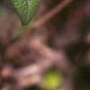 Chaenomeles speciosa, leaves