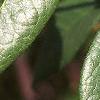 Chaenomeles speciosa, leaves