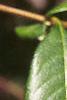 Chaenomeles speciosa, leaves