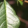 Chaenomeles speciosa, leaves