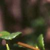 Chaenomeles speciosa, leaves