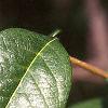 Chaenomeles speciosa, leaves