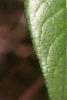 Chaenomeles speciosa, leaves