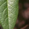 Chaenomeles speciosa, leaves