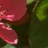 Chaenomeles speciosa, flowers