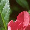 Chaenomeles speciosa, flowers