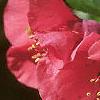 Chaenomeles speciosa, flowers