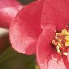 Chaenomeles speciosa, flowers