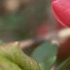 Chaenomeles speciosa, flowers