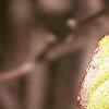 Chaenomeles speciosa, fall color