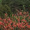 Chaenomeles speciosa 'Falconet Charlet', habit