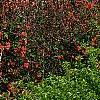 Chaenomeles speciosa 'Falconet Charlet', habit