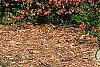 Chaenomeles speciosa 'Falconet Charlet', habit