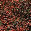 Chaenomeles speciosa 'Falconet Charlet', habit