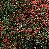 Chaenomeles speciosa 'Falconet Charlet', habit