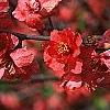 Chaenomeles speciosa 'Falconet Charlet', flowers