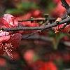 Chaenomeles speciosa 'Falconet Charlet', flowers
