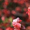 Chaenomeles speciosa 'Falconet Charlet', flowers