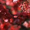 Chaenomeles speciosa 'Falconet Charlet', flowers