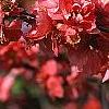 Chaenomeles speciosa 'Falconet Charlet', flowers