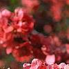 Chaenomeles speciosa 'Falconet Charlet', flowers