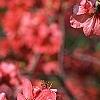 Chaenomeles speciosa 'Falconet Charlet', flowers