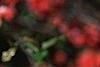 Chaenomeles speciosa 'Falconet Charlet', flowers