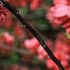 Chaenomeles speciosa 'Falconet Charlet', flowers