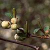 Chaenomeles speciosa 'Nivalis', flowers