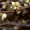 Chaenomeles speciosa 'Nivalis', flowers