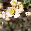 Chaenomeles speciosa 'Nivalis', flowers