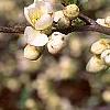 Chaenomeles speciosa 'Nivalis', flowers