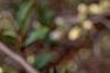 Chaenomeles speciosa 'Nivalis', flowers
