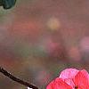 Chaenomeles speciosa 'Pink Beauty', flowers