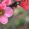 Chaenomeles speciosa 'Pink Beauty', flowers