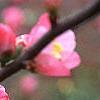 Chaenomeles speciosa 'Pink Beauty', flowers