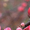 Chaenomeles speciosa 'Pink Beauty', flowers